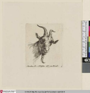 [Kopf einer Ziege; Head of a Goat; Tête de bouc, gravée à gros traits]