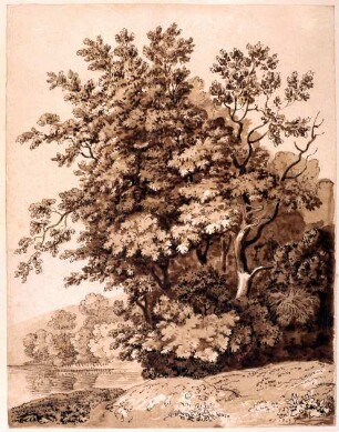 Eine Baumgruppe