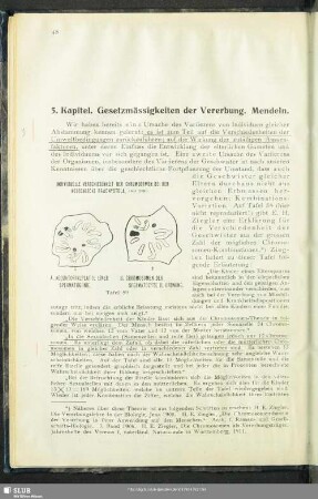 5. Kapitel. Gesetzmässigkeiten der Vererbung. Mendeln