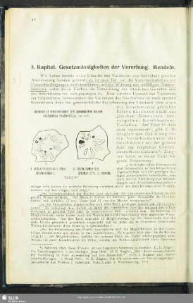5. Kapitel. Gesetzmässigkeiten der Vererbung. Mendeln