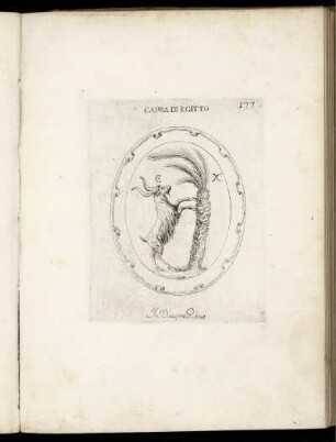 Capra Di Egitto