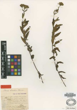 Stevia lechleri Hieron. [type]
