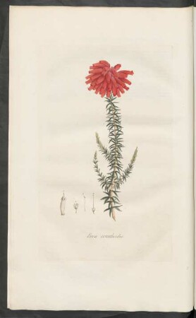 Erica cerinthoides