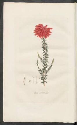 Erica cerinthoides