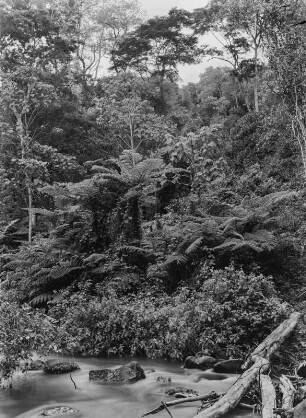 Dichter Wald : Dichter Wald