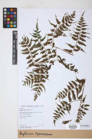 Asplenium squamosum L.