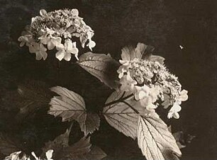 Gewöhnlicher Schneeball (Viburnum opulus)