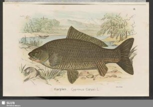 Karpfen. Cyprinus Carpio.L.