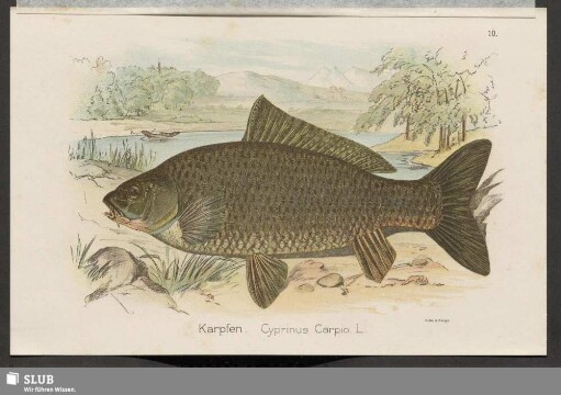 Karpfen. Cyprinus Carpio.L.