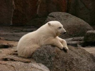 Berliner Zoo, der kleine Eisbär Knut, 22. Juni 2007
