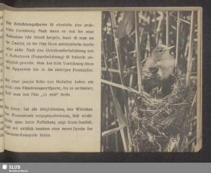 Vogel im Nest