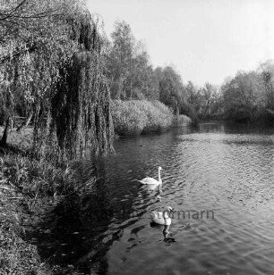 Neuhöfer Teich: zwei Schwäne in Wasser: links Ufer, Trauerweide: hinten Uferbäume, Büsche