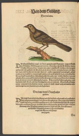 Von dem vogel Gnaphalus genennt.