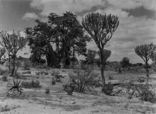 Baobab : Ein Affenbrotbaum neben hohen Wolfsmilch-Pflanzen in einer ansonsten recht spärlichen Strauch- und Buschvegetation