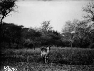 Wasserbock : Ein Wasserbock in der Savannenlandschaft des Krüger-Nationalparks