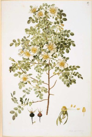 Rosa spinossima, Blatt 23 : Rosa spinossima, Blatt 23. Deckfarben, Feder. Aus: Plantae selectae vivis coloribus depictae. Band 10., erschienen 1850
