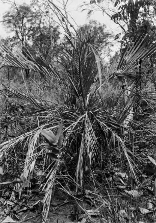 Palme : Junge Palme.