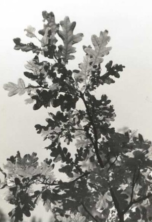 Buchengewächse (Fagaceae). Traubeneiche (Quercus petraea MATT) oder Steineiche, belaubter Zweig
