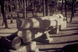 Reisefotos Ägypten. Aufgebockt liegende beschädigte Pharaonenfigur unter Palmen