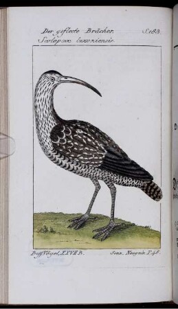 Der geflecte Bracher. Scolopax luzoniensis.