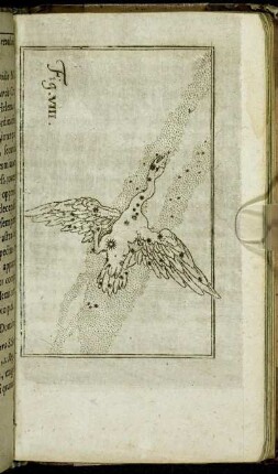 Fig. VIII.