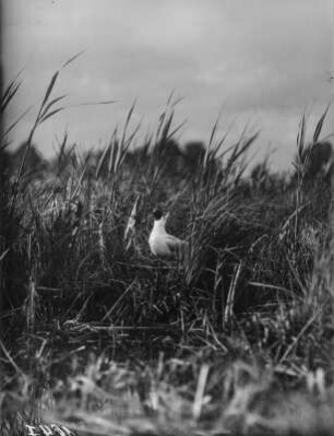 Lachmöwe : Lachmöwe (Chroicocephalus ridibundus Linnaeus) auf dem Nest.