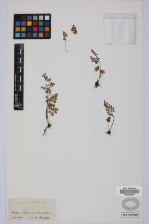 Anogramma leptophylla (L.) Link
