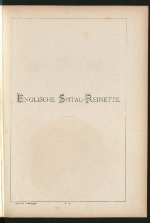 I. 32. Englische Spital-Reinette