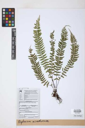 Asplenium miradorense Liebm.