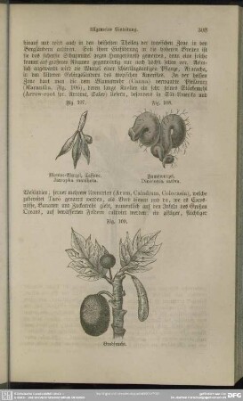 Fig. 107. Manioc-Wurzel, Caffave, Jatropha manihota
