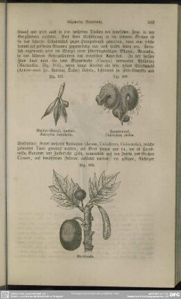 Fig. 107. Manioc-Wurzel, Caffave, Jatropha manihota