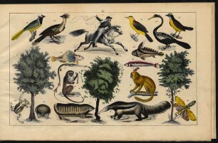 Tafel 37.