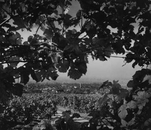 Archivfotografie "bergstrasse_grosssachsen_on"