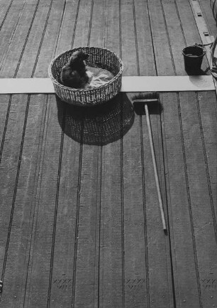 Archivfotografie "motive_tiere_haus_hunde_11022"