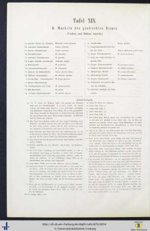 Tafel XIX. B. Muskeln des gestreckten Beines.