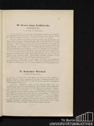 31. Ostheimer Weichsel.