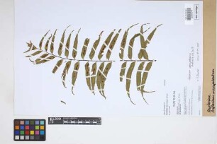 Asplenium micropaleatum