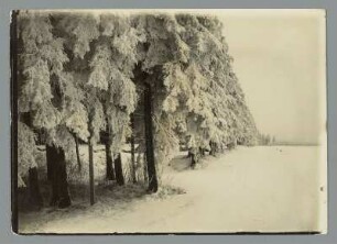Am Wald bei Oberhof