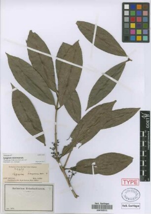 Syzygium tetragonum (Wight) Wall. ex Walp.