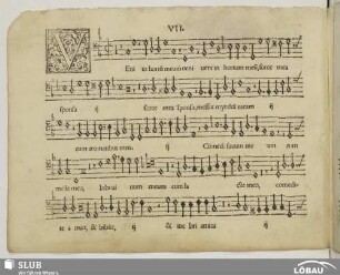 VII. Veni in hortum meum