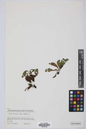 Tolpis macrorhiza (Lowe) DC.