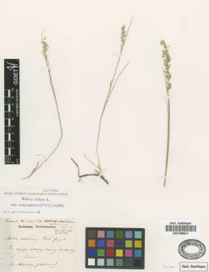 Melica nebrodensis Parl. [isotype]