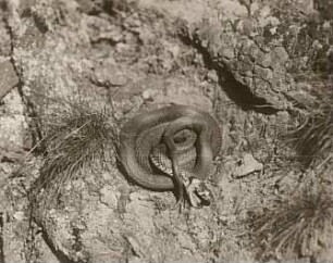 Ringelnatter (Natrix natrix) in Starrkrampf