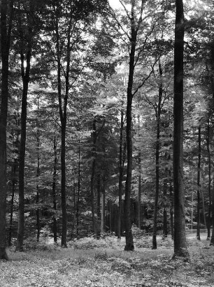 Im Pfälzer Wald, Eichen und Buchen