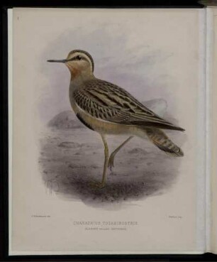 Charadrius Totanirostris.