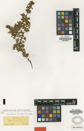Cytisus eriocarpus Boiss. [type]