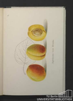 1. Aprikose von Breda.