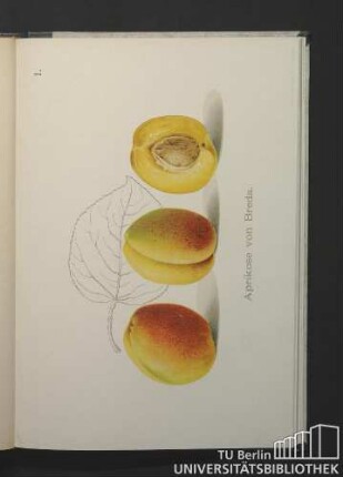 1. Aprikose von Breda.