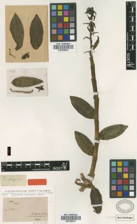 Epidendrum rostrigerum Rchb.f. [isotype]