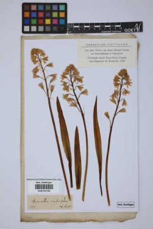 Hyacinthus non-scriptus L.